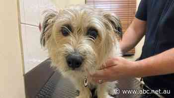 Pet owners warned against 'playing vet' amid cost-of-living crisis