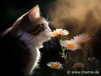 Nasen von Hauskatzen funktionieren möglicherweise wie hocheffiziente chemische Analysegeräte