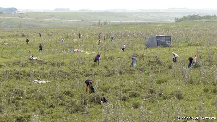 Hundreds volunteer to clean up after tornado hits south central Alberta