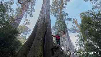Giant trees saved from logging but total area expanded
