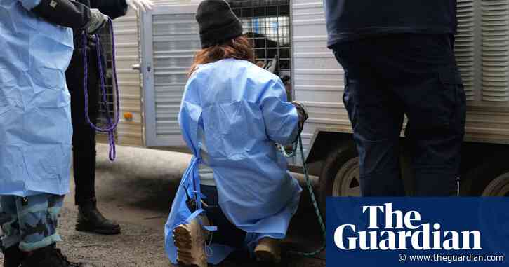 Labradors and corgis among 29 dogs seized by RSPCA from Victorian property
