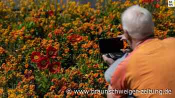 Kommt die Landesgartenschau nach Wolfenbüttel?