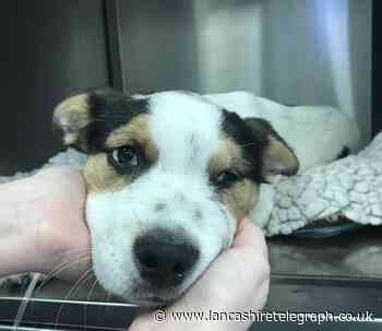 Last year there were 447 reports of cruelty across Lancashire