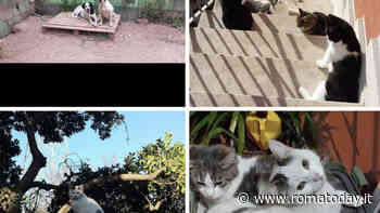 Simona Cardone morta sulla Laurentina, la mobilitazione per salvare i suoi animali