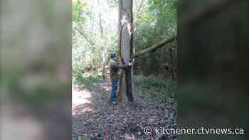 Guinness World Records says world’s tallest poison ivy plant is growing in Paris, Ont.
