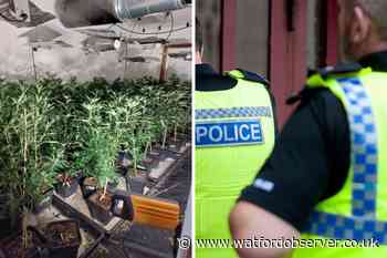 Arrest made after Cassiobury cannabis factory bust, Watford