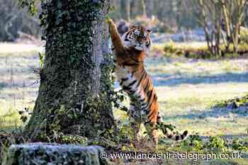Blackpool Zoo welcomes a Siberian tiger to its Big Cat Habitat