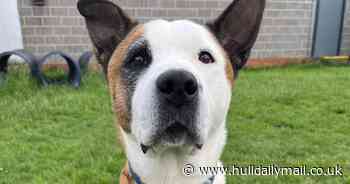 Buddy the 'big teddy bear' is down in the dumps after watching pet pals get adopted