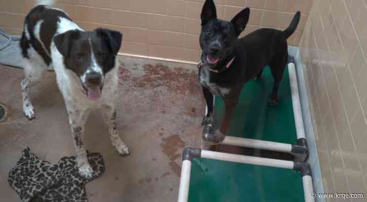 Flooding displaces animals at Santa Fe Animal Shelter
