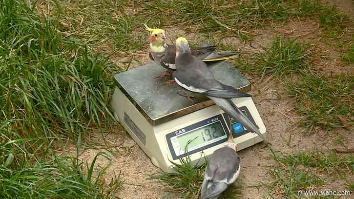 Wild on WANE: Training is for the birds