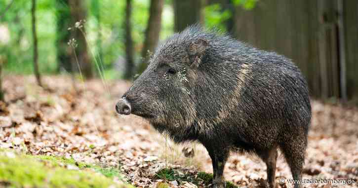 Chaco Pekaris im Nürnberger Zoo