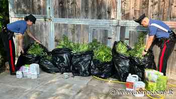 La famiglia con il "pollice verde": 80 piante con diciotto chilogrammi di marijuana