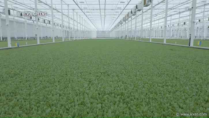 'World's largest lettuce greenhouse' opens in Temple, Texas