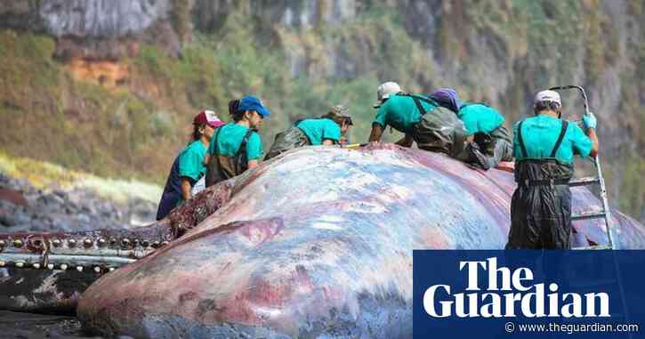 Las Palmas pathologist finds €500,000 ‘floating gold’ in dead sperm whale