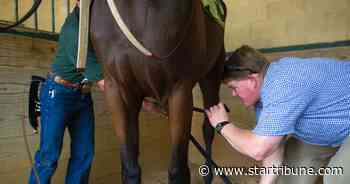 Canterbury Park trainer Mac Robertson punished after horse tests positive for banned substance