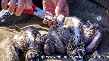 Fischadler breiten sich im Nordosten weiter aus