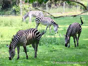 Zebras adjusting to life at Saskatoon Forestry Farm and Zoo