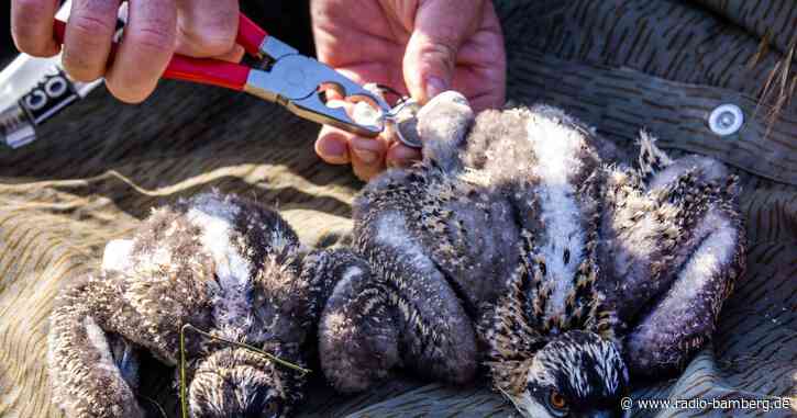 Fischadler breiten sich im Nordosten weiter aus
