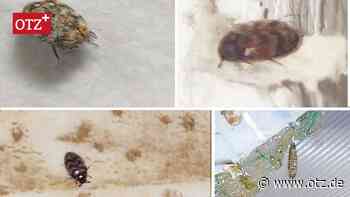 Speckkäfersorgen auch in Winzerla