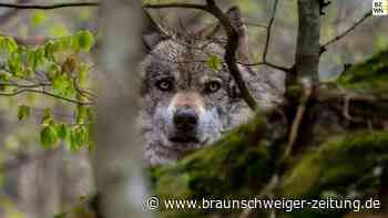 Streitthema Wolf: Gifhorner Kreistag will Herdenschutz verbessern