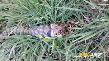Allerta serpenti a Roma, decine di segnalazioni al giorno. Chi paga per la gestione della fauna selvatica?