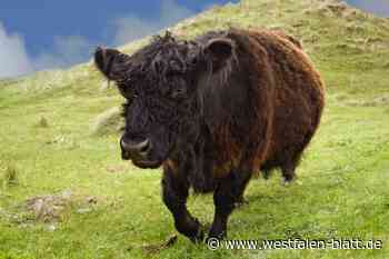 Rödinghausen/Melle: Ausgebüxter Galloway-Bulle verursacht Unfall