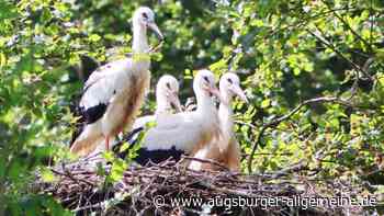 Störche ziehen sechs Junge in Augsburg auf