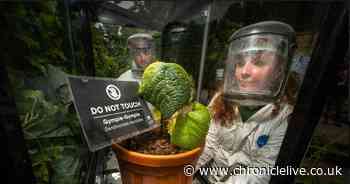 'Most venomous of all plants' unveiled at Alnwick Poison Garden in Northumberland