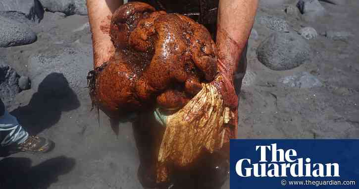 Pathologist finds €500,000 ‘floating gold’ in dead whale in Canary Islands