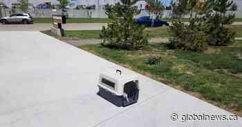 Two dogs abandoned at Calgary Humane Society on Canada Day