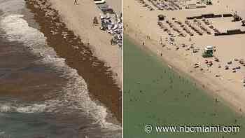 Scientists noticed ‘dramatic decrease' in sargassum in South Florida beaches. USF professor explains why
