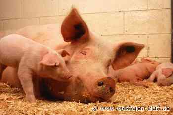 Tönnies stoppt Zusammenarbeit mit Betrieb am Niederrhein
