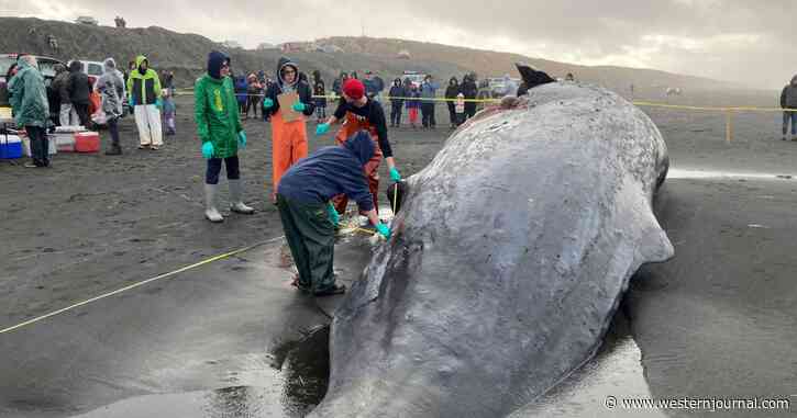 $250K Discovery Found Inside Beached Whale - It's Estimated Only 1% Are Capable of This