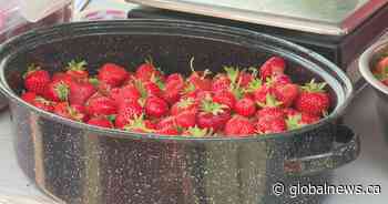 ‘A staple of the community’: Fredericton U-pick hoping to secure new multi-year lease