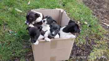 Welpen einfach im Karton ausgesetzt – sie warten darauf, dass sie jemand findet