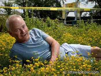 What you need to know before going to Bluesfest: Getting there, surviving the heat and protecting butterflies