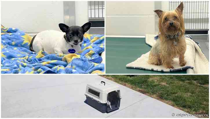 2 dogs abandoned in crate outside Calgary Humane Society