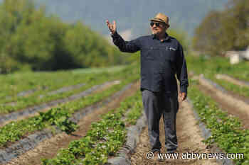 ‘You can’t get fresher than that’: Strawberries, field to stand in 20 minutes