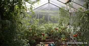 Why one Ontario food bank says recent break-ins turned into a good thing