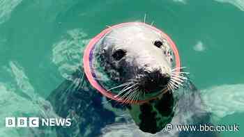 Seal at risk from plastic neck ring, say experts