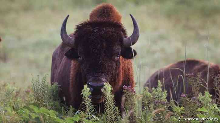 N.W.T. reports suspected anthrax outbreak in Slave River Lowlands bison
