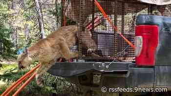'Nuisance' mountain lion relocated after attacking dog