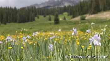 9 wildflower hikes that are 45 minutes or less from Denver