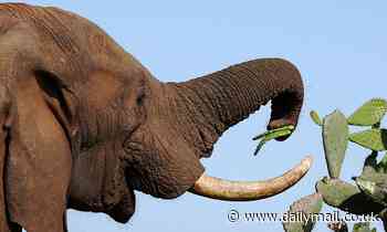 Elephants vary what they eat for dinner every night - just like humans, study finds