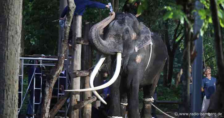 Thailands König unterstützt Behandlung von Elefant Sak Surin