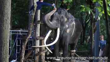 Thailands König unterstützt Behandlung von Elefant Sak Surin