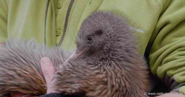 Komischer Vogel: Warum Neuseeland seine Kiwis so liebt