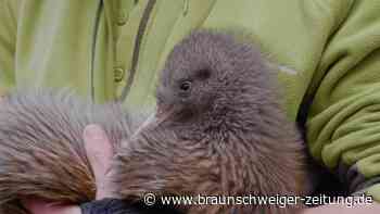 Komischer Vogel: Warum Neuseeland seine Kiwis so liebt