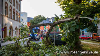 Autos knapp verfehlt: Großer Ast bricht aus Baum und versperrt Mautnerstraße