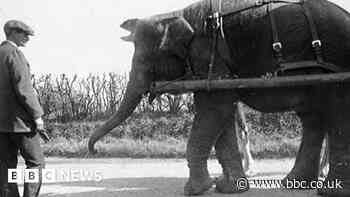 Hunt for 130-year-old Kingswood circus elephant burial site